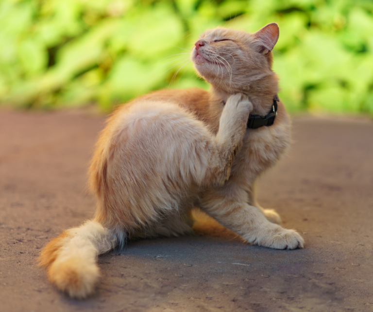 Is Your Cat At Risk From Parasites Pet Health First
