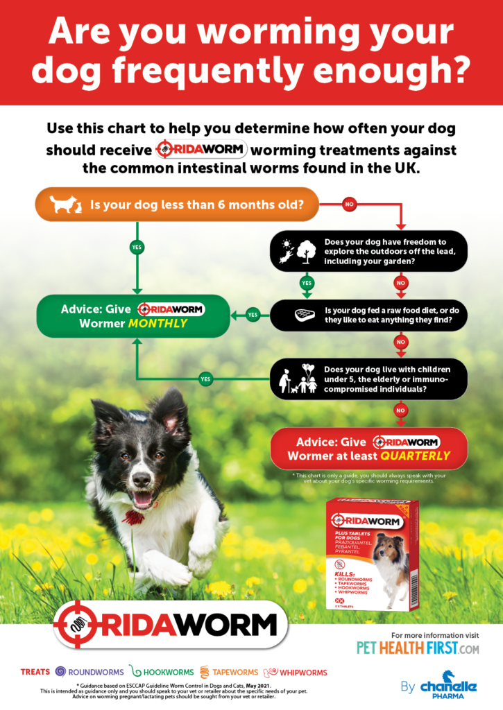 Dog worms all you need to know about treating them!