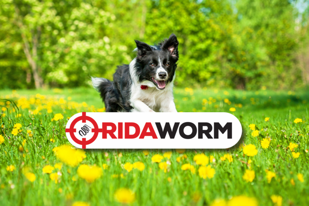 Dog worms all you need to know about treating them!