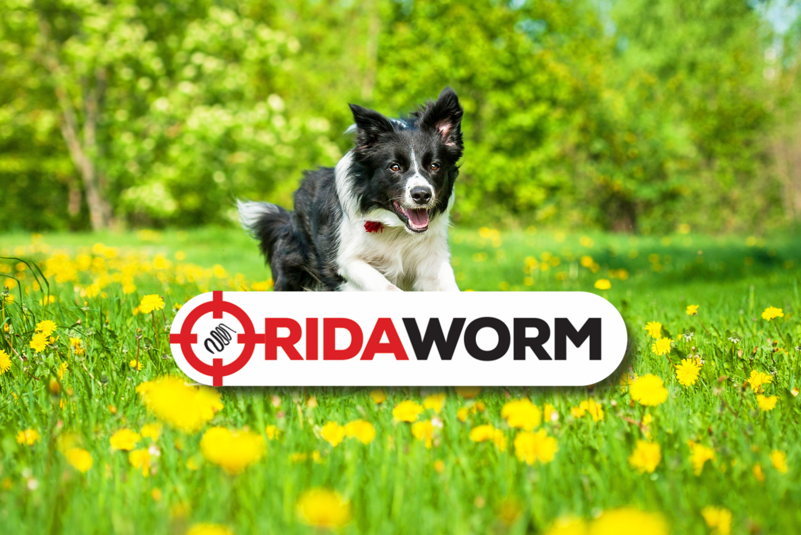 treat my dog for worms