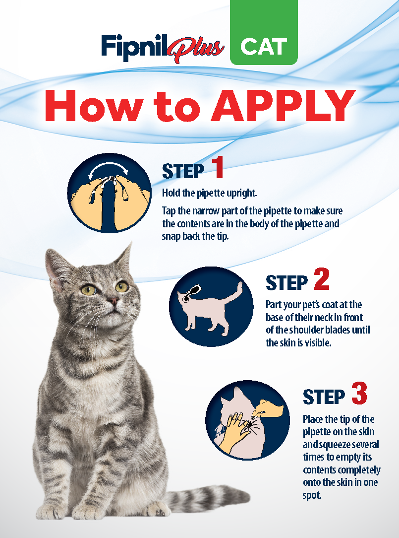 All you need to know about fleas on your cat